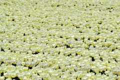艶やかな花の絨毯