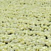 艶やかな花の絨毯