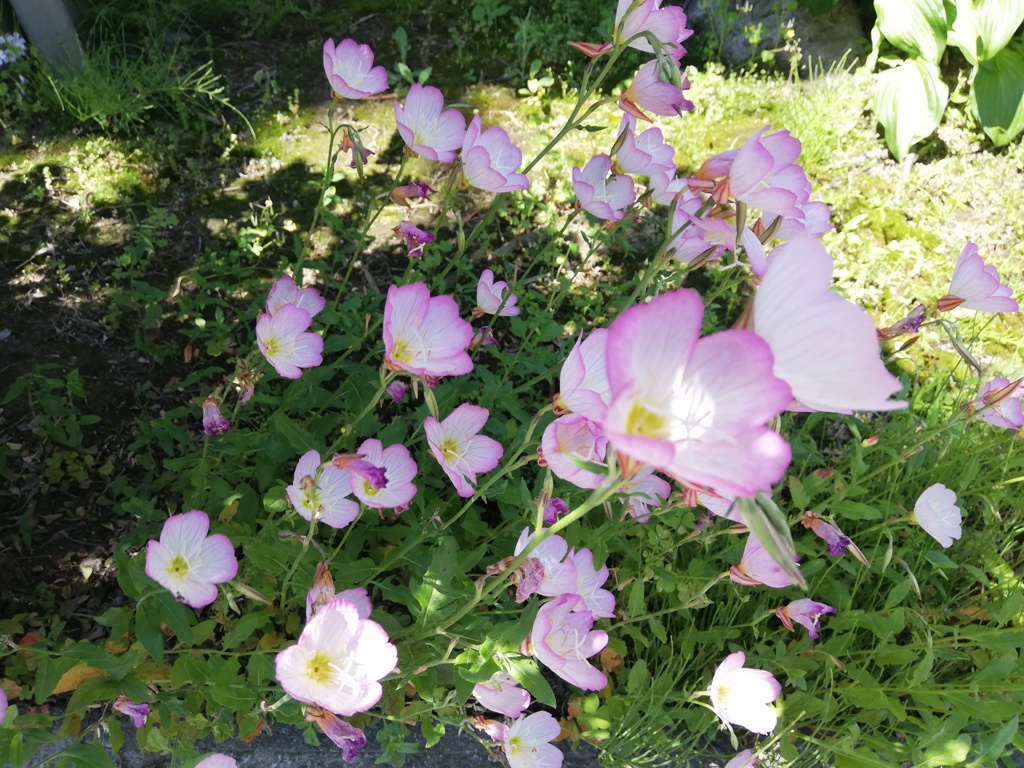 草花