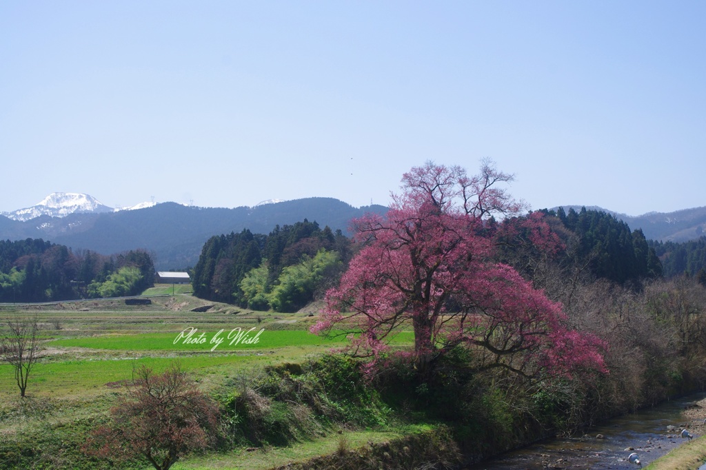 向野江戸彼岸桜 