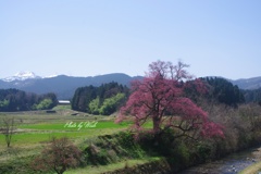 向野江戸彼岸桜 