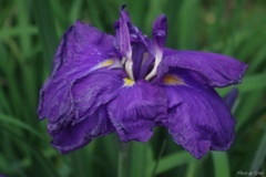 卯辰山花菖蒲園