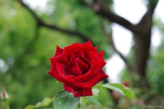 富山県花総合センターの薔薇園にて