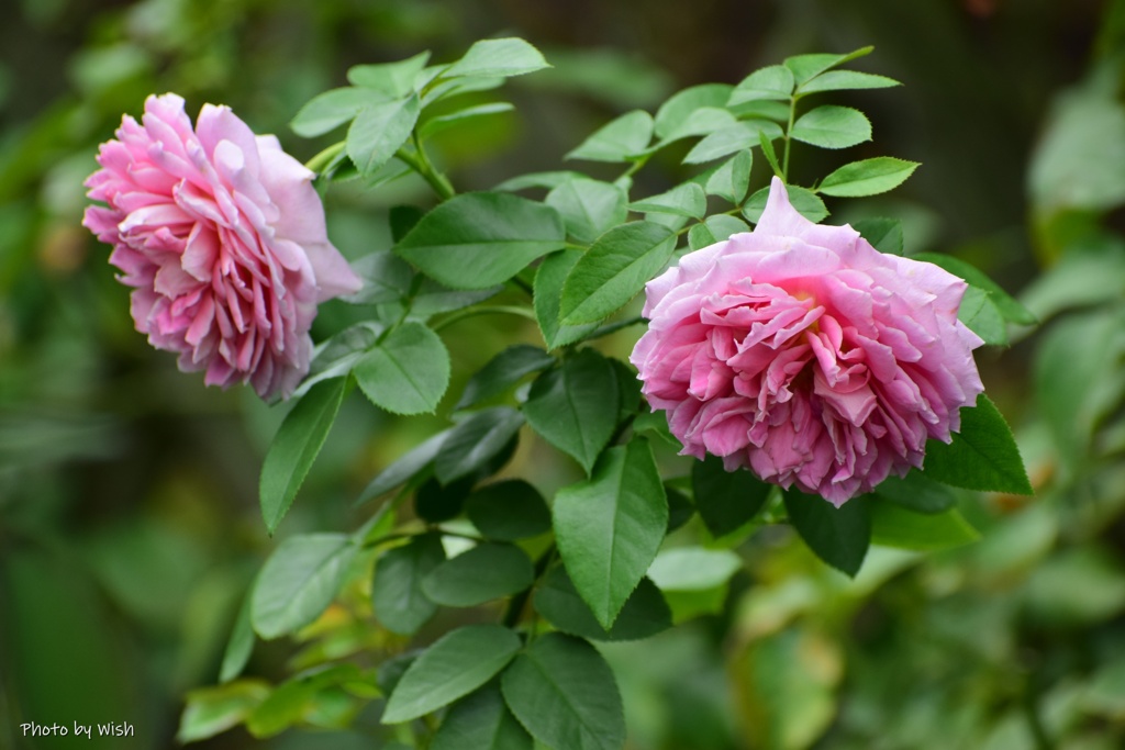 秋薔薇