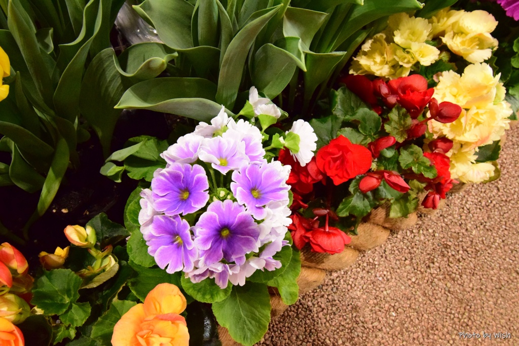 春色の花