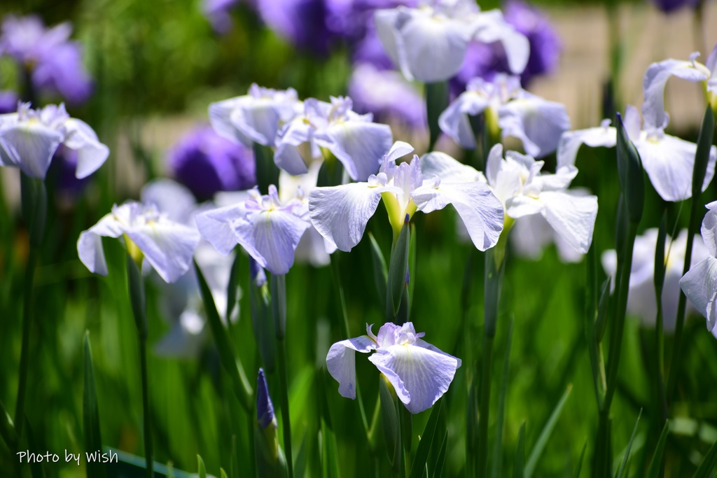 晴れた空の花菖蒲園