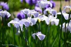 晴れた空の花菖蒲園