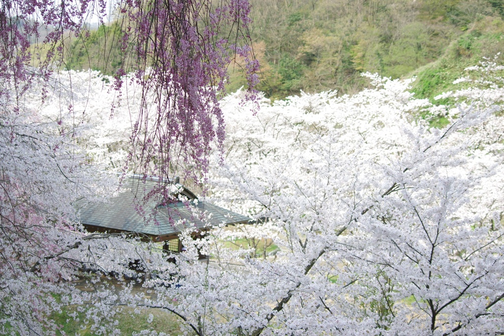桜爛漫