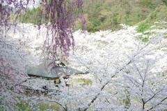桜爛漫