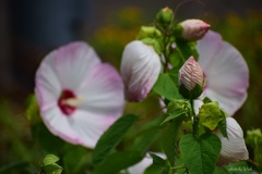 フヨウの花々