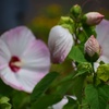 フヨウの花々