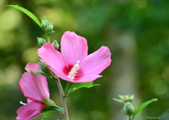 木槿