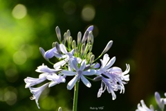 季節の花