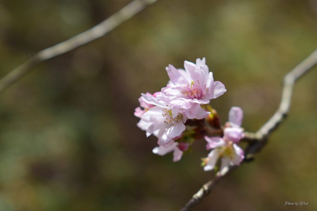 晩秋の桜