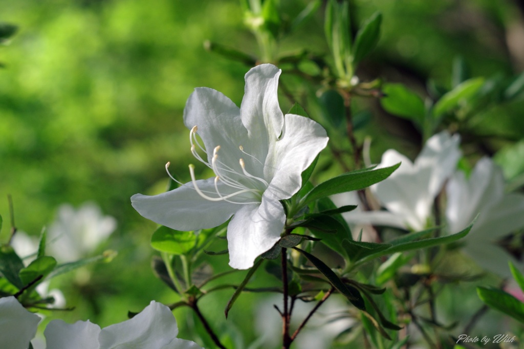 5月に咲く花