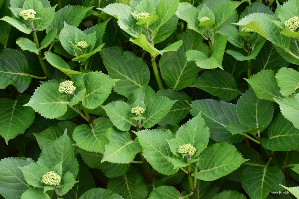 開花に向けて成長中