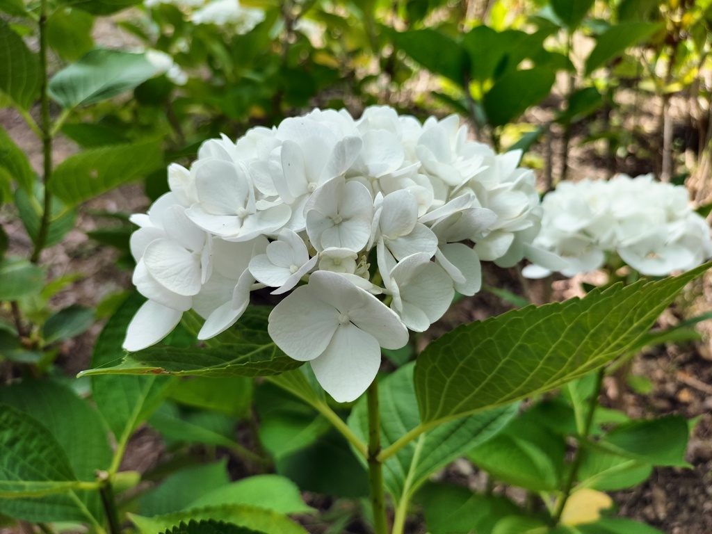 シュガーホワイト