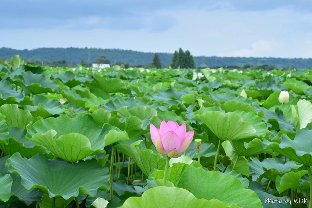 水田に咲く花