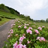 ツツジの丘