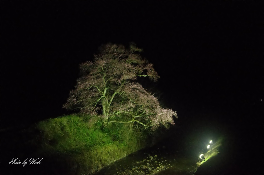 向野江戸彼岸桜　ライトアップ