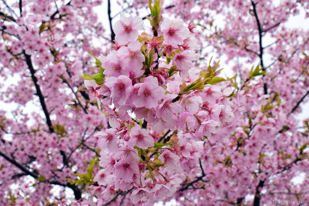 河津桜満開