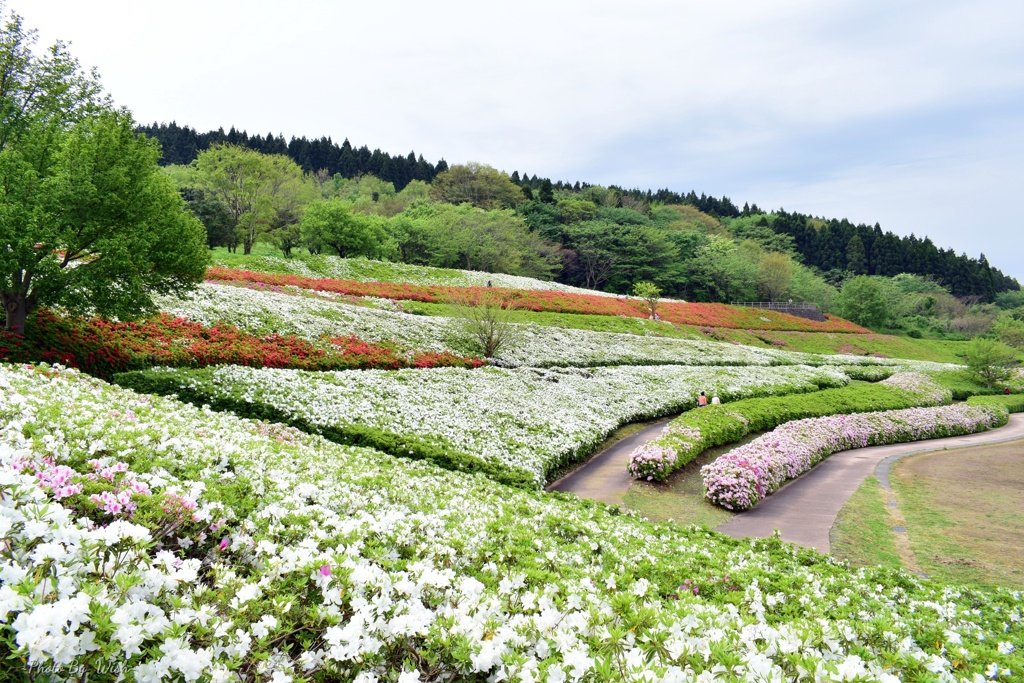 ツツジの花園