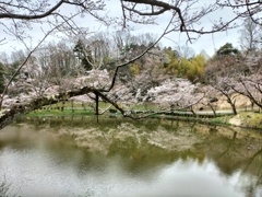 大池の桜開花