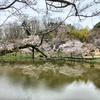 大池の桜開花