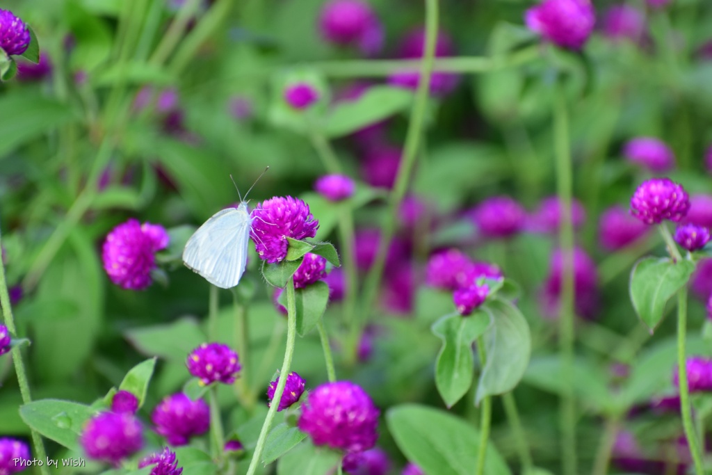 花蜜に夢中：紋白蝶