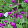 花蜜に夢中：紋白蝶