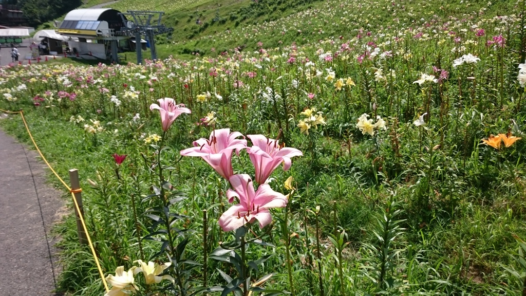 ゆり園 ②