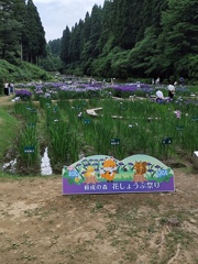 花しょうぶ祭り