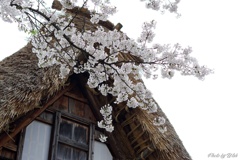 茅葺屋根と桜