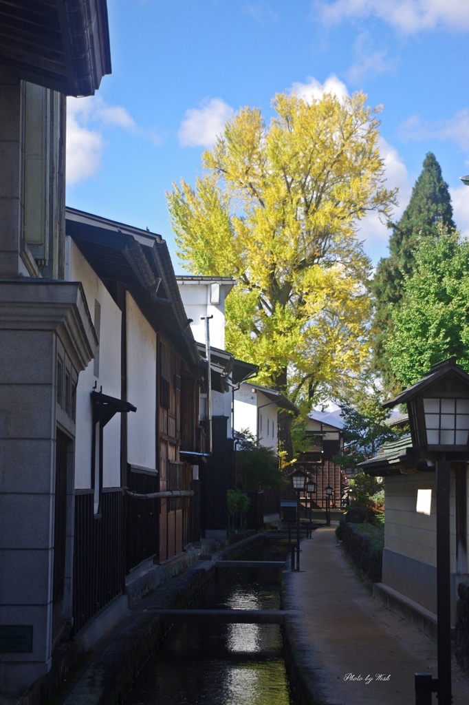 大銀杏の黄葉①