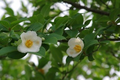 夏椿
