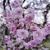 枝垂れ桜