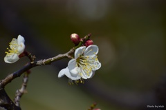 ３月12日の花日和