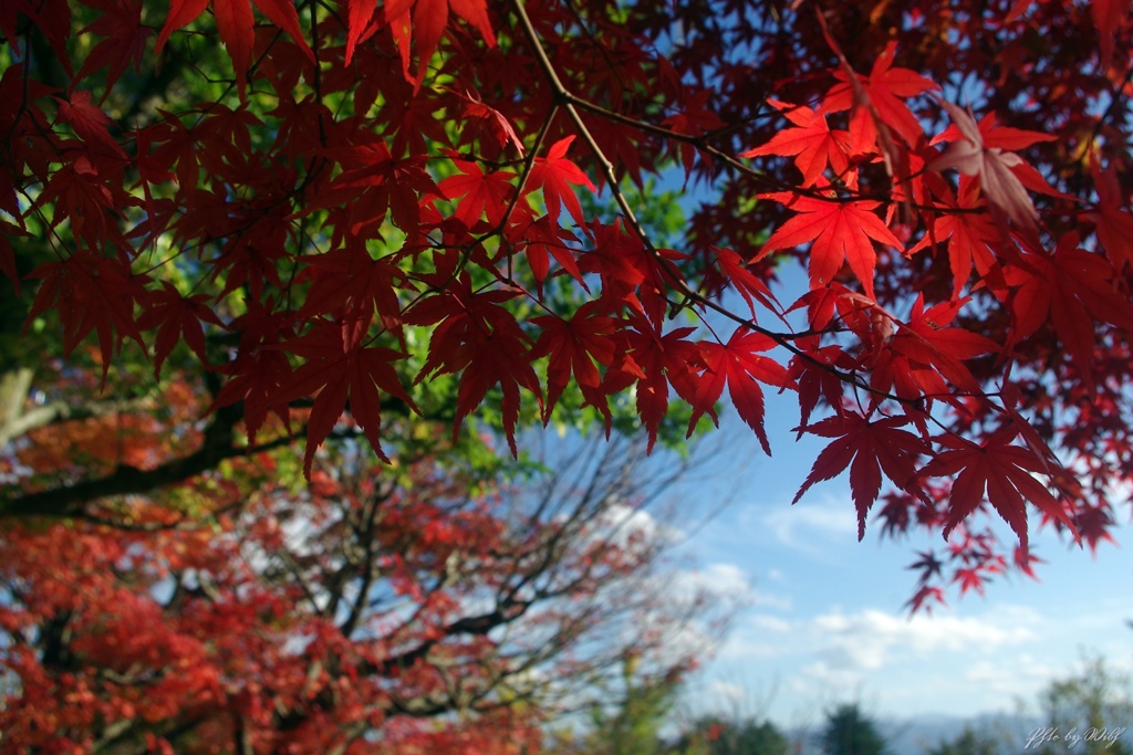 紅葉の輝き