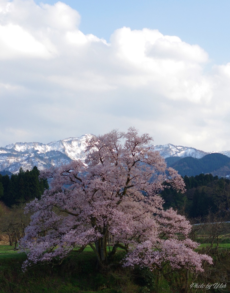 向野江戸彼岸桜
