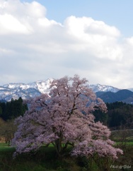 向野江戸彼岸桜