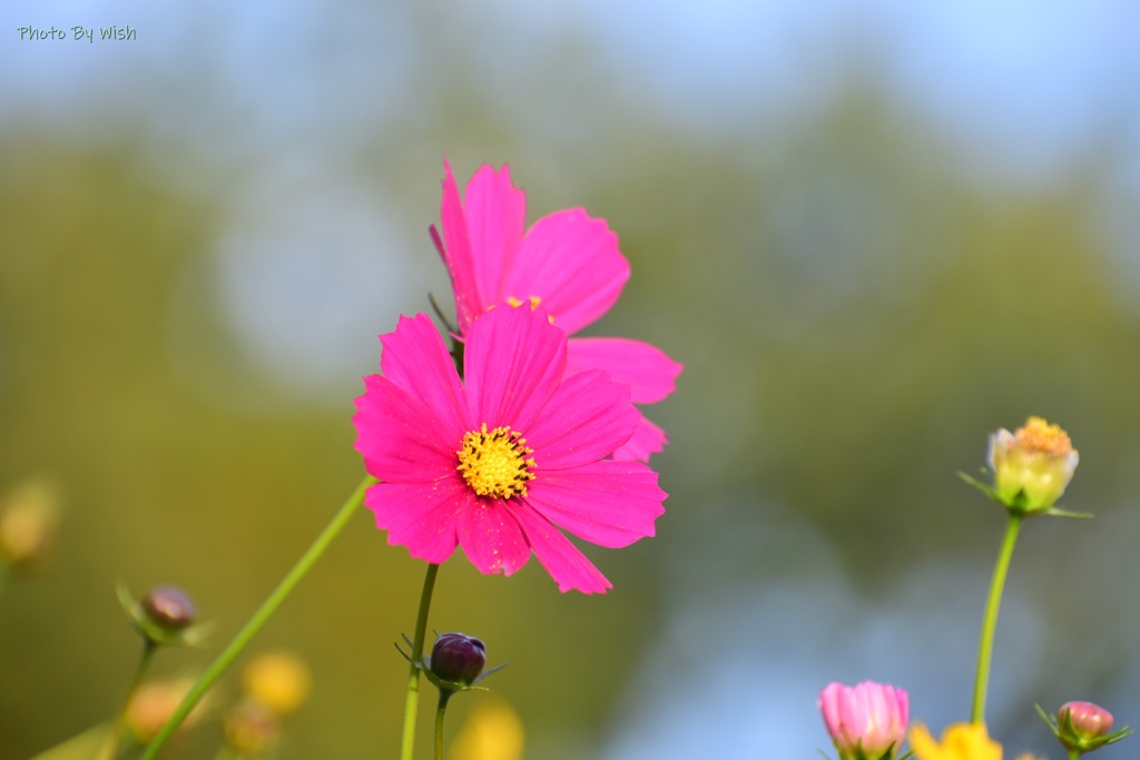 秋桜