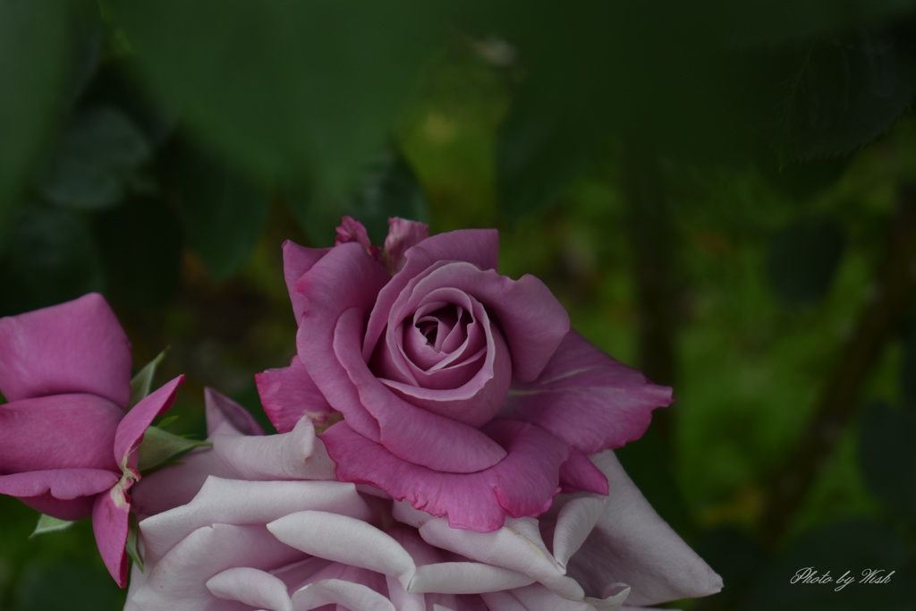 6月の薔薇