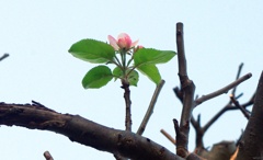 季節外れの開花