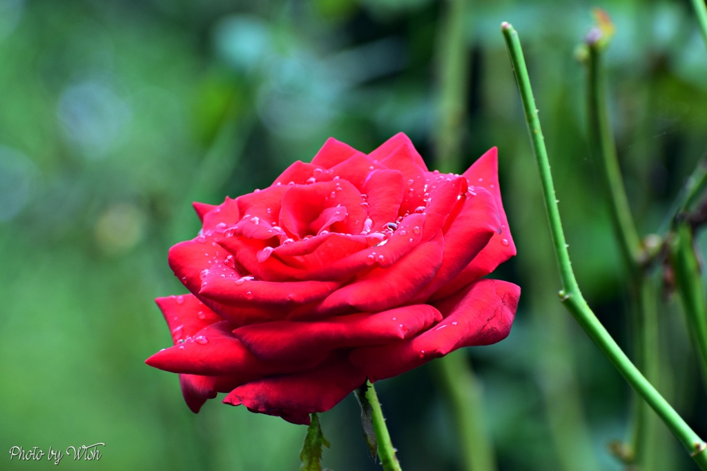 雨上がりの秋薔薇