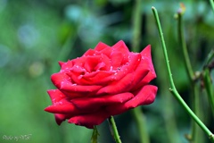 雨上がりの秋薔薇