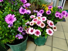 オステオスペルマムの彩り