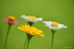 百日草