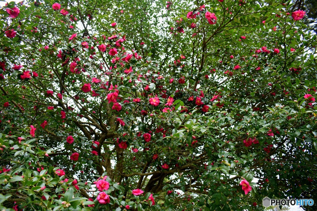 山茶花の花