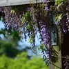 藤の花