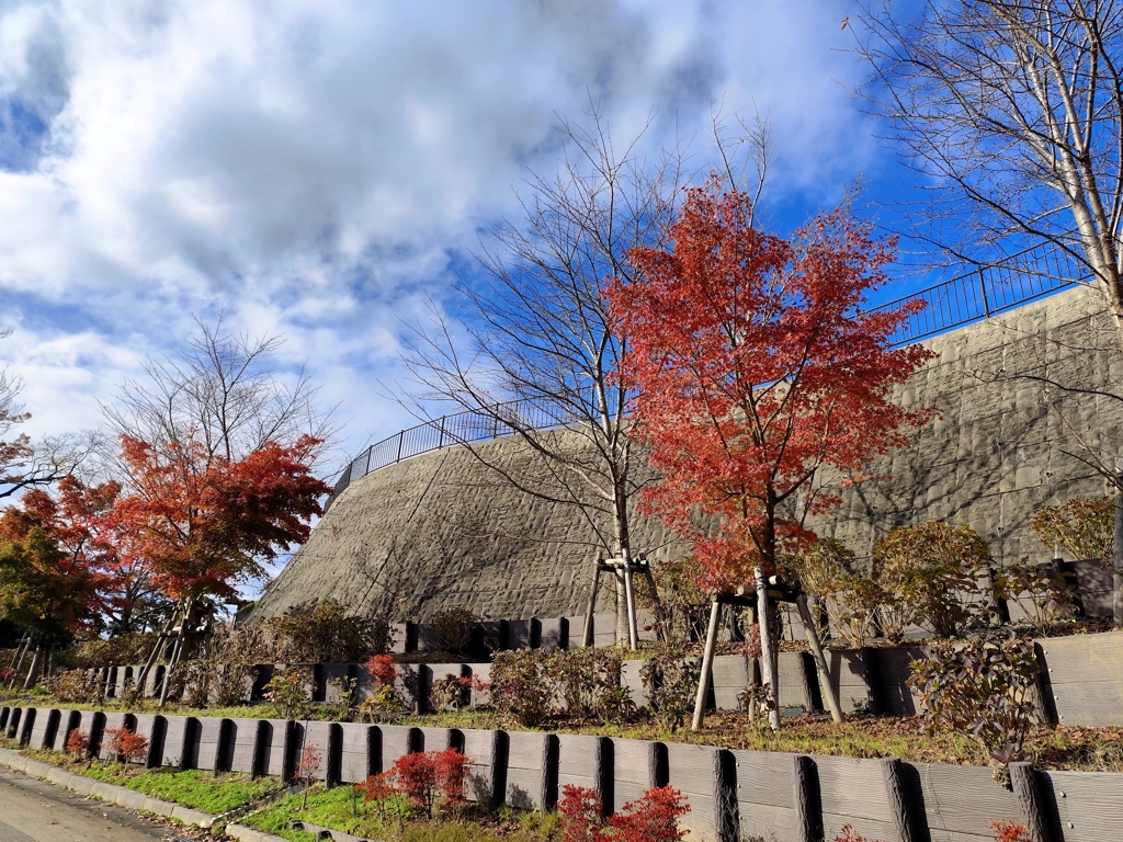 青空に映える紅葉